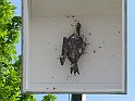 2010_Vogelschiessen098